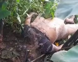Naked headless female body found in jungle